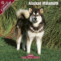 Magnet and Steel Alaskan Malamute Wall Calendar: 2009