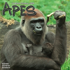 Apes Wall Calendar: 2009