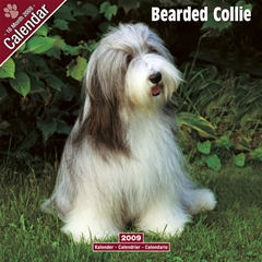 Magnet and Steel Bearded Collie Wall Calendar: 2009