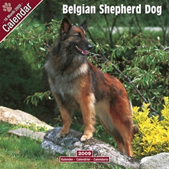 Belgian Shepherd Wall Calendar: 2009