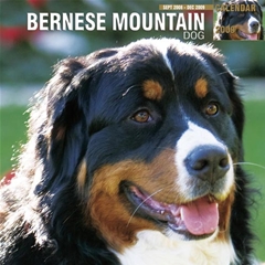 Magnet and Steel Bernese Mountain Dogs Wall Calendar: 2009
