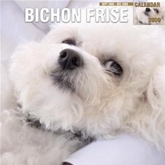 Magnet and Steel Bichon Frise Wall Calendar: 2009