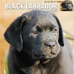 Black Labrador Puppy Wall Calendar: 2009
