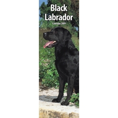 Black Labrador Slim Calendar: 2009