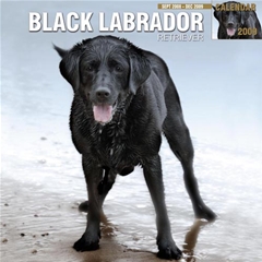 Black Labrador Wall Calendar: 2009
