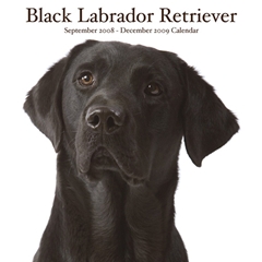 Black Labradors Wall Calendar: 2009