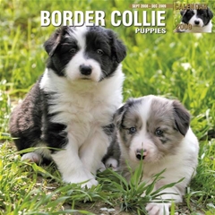 Magnet and Steel Border Collie Puppy Wall Calendar: 2009