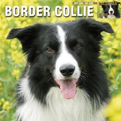 Magnet and Steel Border Collie Wall Calendar: 2009