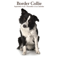 Magnet and Steel Border Collies Wall Calendar: 2009