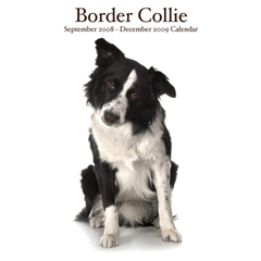 Border Collies Wall Calendar: 2009