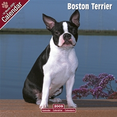 Boston Terrier Wall Calendar: 2009