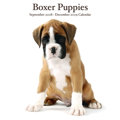 Magnet and Steel Boxer Puppies Wall Calendar: 2009