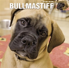 Bullmastiff Wall Calendar: 2009