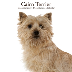 Magnet and Steel Cairn Terrier Wall Calendar: 2009