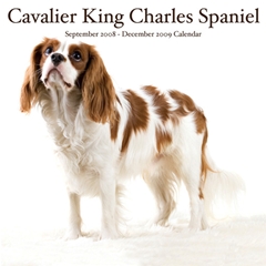 Magnet and Steel Cavalier King Charles Spaniels Wall Calendar: 2009