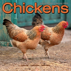 Chickens Wall Calendar: 2009