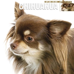 Magnet and Steel Chihuahuas Wall Calendar: 2009