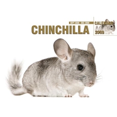 Magnet and Steel Chinchilla A4 Calendar: 2009