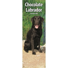Magnet and Steel Chocolate Labrador Slim Calendar: 2009