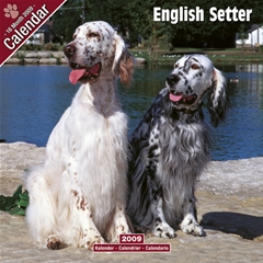 Magnet and Steel English Setter Wall Calendar: 2009