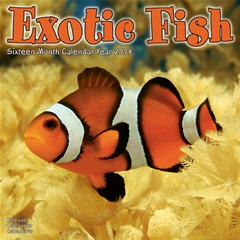 Magnet and Steel Exotic Fish Wall Calendar: 2009