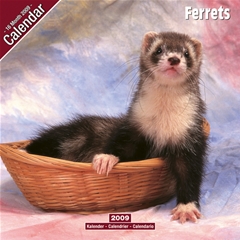 Ferret Wall Calendar: 2009