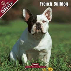 Magnet and Steel French Bulldog Wall Calendar: 2009
