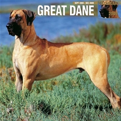 Magnet and Steel Great Danes Wall Calendar: 2009