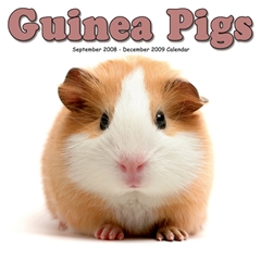 Guinea Pigs Wall Calendar: 2009
