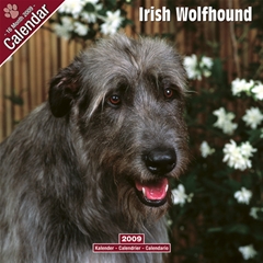 Magnet and Steel Irish Wolfhound Wall Calendar: 2009
