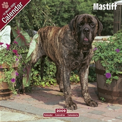 Magnet and Steel Mastiff Wall Calendar: 2009