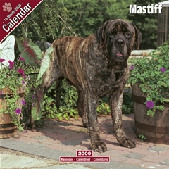 Mastiff Wall Calendar: 2009