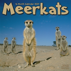 Meerkats Wall Calendar: 2009