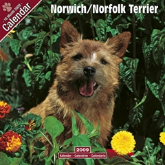 Magnet and Steel Norwich / Norfolk Terrier Wall Calendar: 2009