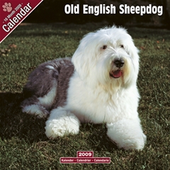 Magnet and Steel Old English Sheepdog Wall Calendar: 2009