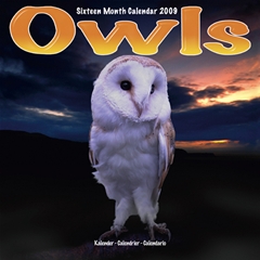 Magnet and Steel Owls Wall Calendar: 2009