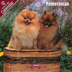Magnet and Steel Pomeranian Wall Calendar: 2009