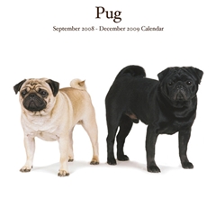 Pugs Wall Calendar: 2009