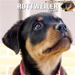 Rottweiler Puppies Wall Calendar: 2009