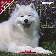 Magnet and Steel Samoyed Wall Calendar: 2009