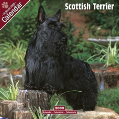 Magnet and Steel Scottish Terrier Wall Calendar: 2009