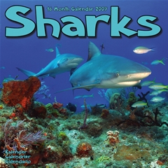 Sharks Wall Calendar: 2009