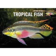 Magnet and Steel Tropical Fish A4 Calendar: 2009