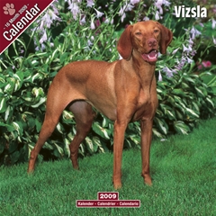 Vizsla Wall Calendar: 2009