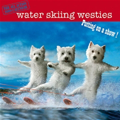 Waterskiing Westies Wall Calendar: 2009