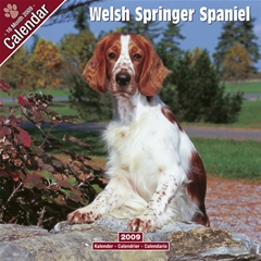 Magnet and Steel Welsh Springer Spaniel Wall Calendar: 2009