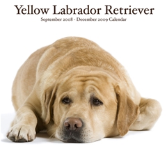 Magnet and Steel Yellow Labradors Wall Calendar: 2009