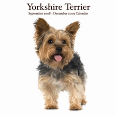 Magnet and Steel Yorkshire Terriers Wall Calendar: 2009