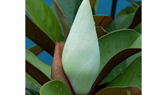 Magnolia Plant - Grandiflora Ferruginea