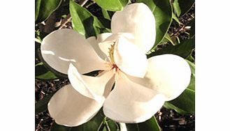 Magnolia Plant - Grandiflora Little Gem